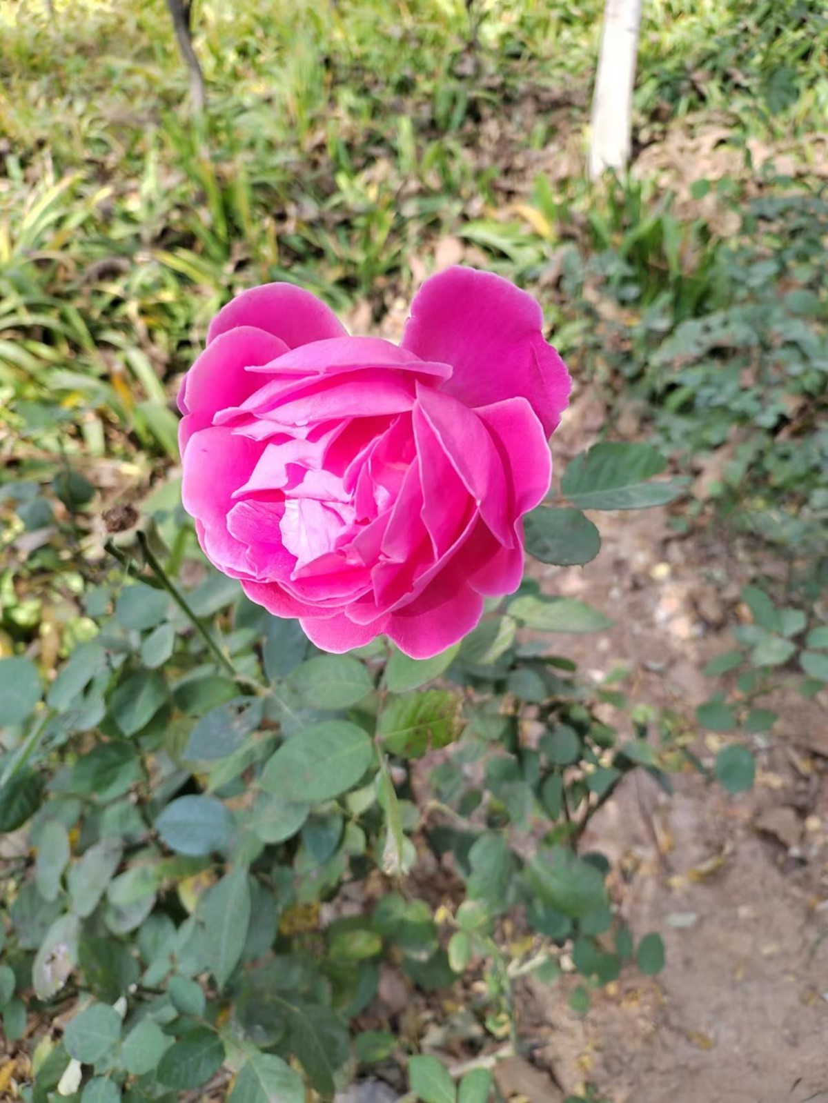 散步手机拍花拍草-中关村在线摄影论坛