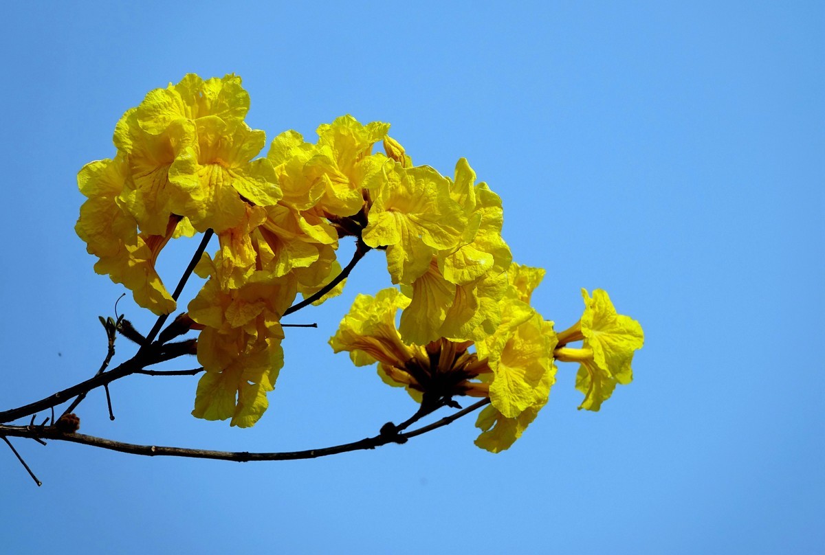 黄花风鈴木 (二)