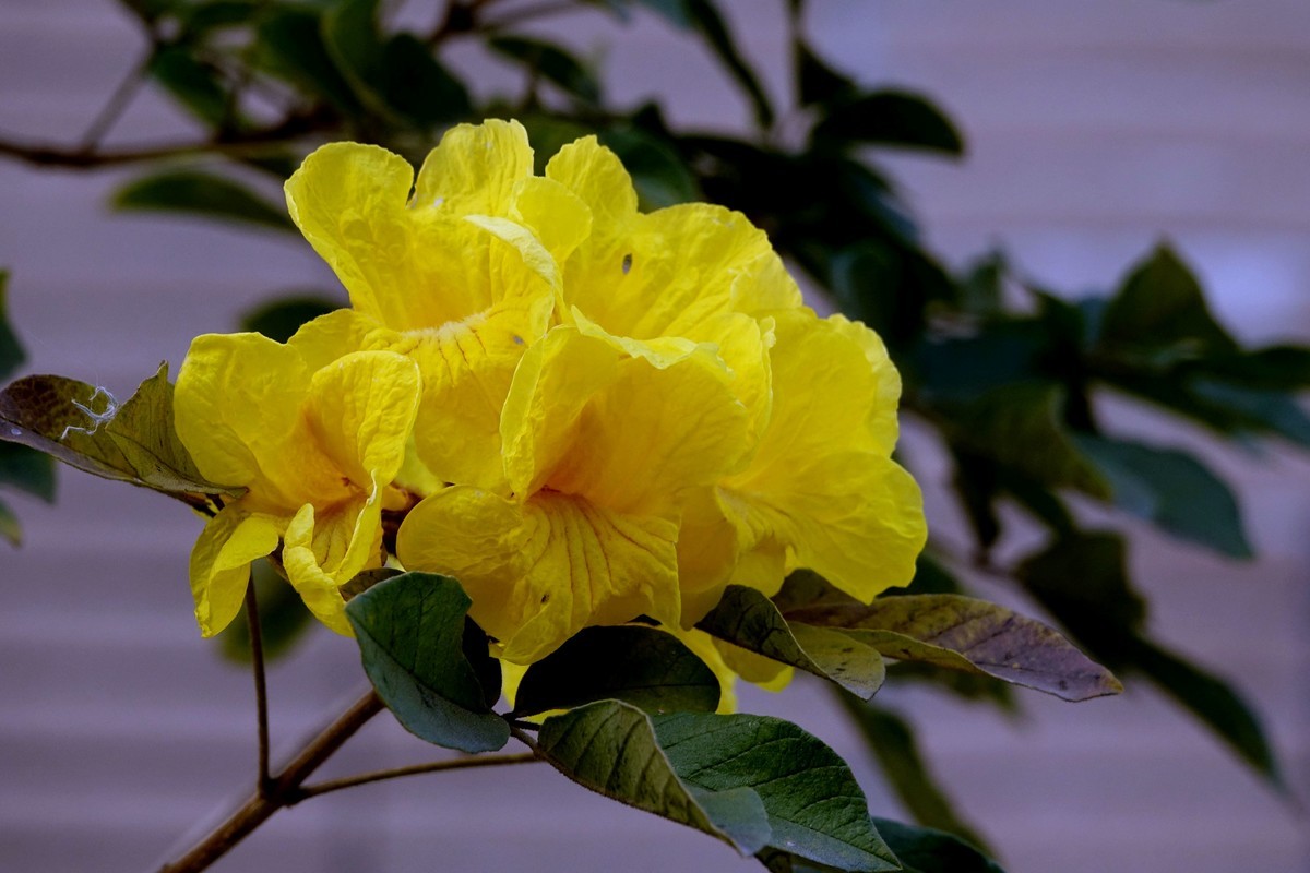 黄花风鈴木 (二)