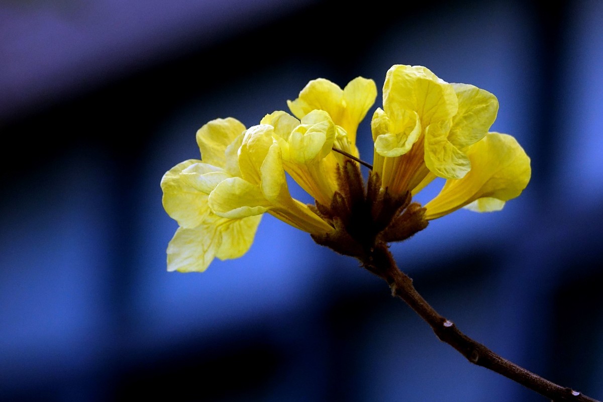 黄花风鈴木 (二)