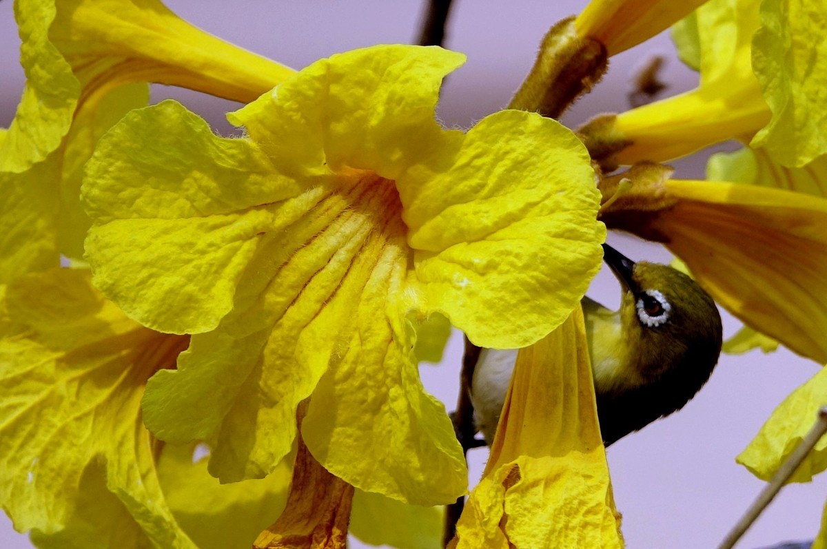 黄花风鈴木 (二)