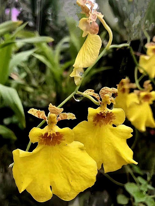 《不老松：中游国旅：异国风情：手机篇》25清迈的兰花园里的兰花，只需要根部喷点水就