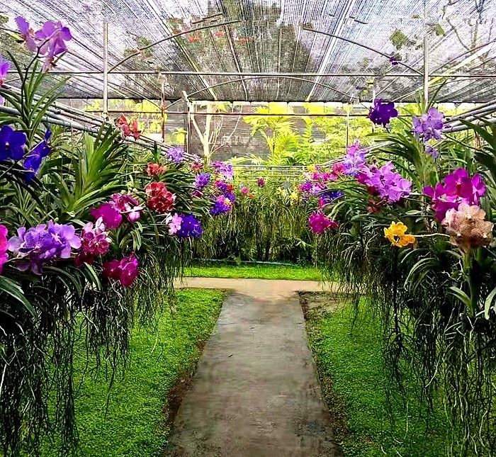 《不老松：中游国旅：异国风情：手机篇》25清迈的兰花园里的兰花，只需要根部喷点水就