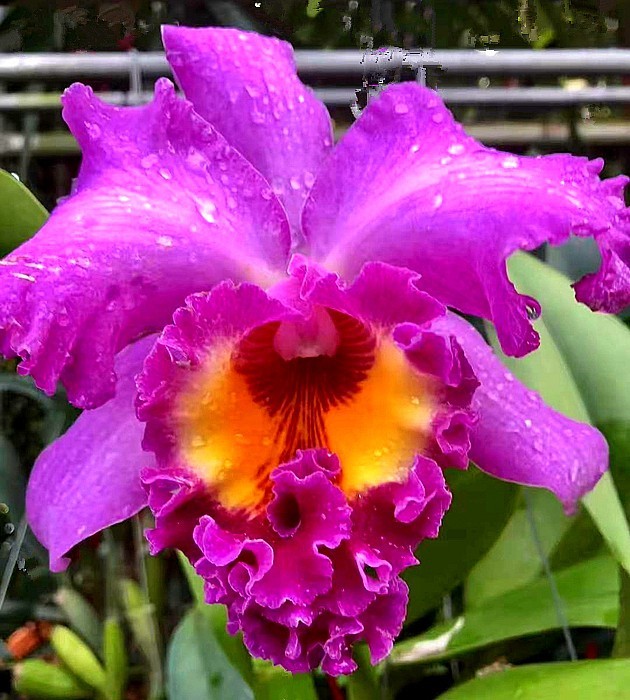 《不老松：中游国旅：异国风情：手机篇》25清迈的兰花园里的兰花，只需要根部喷点水就