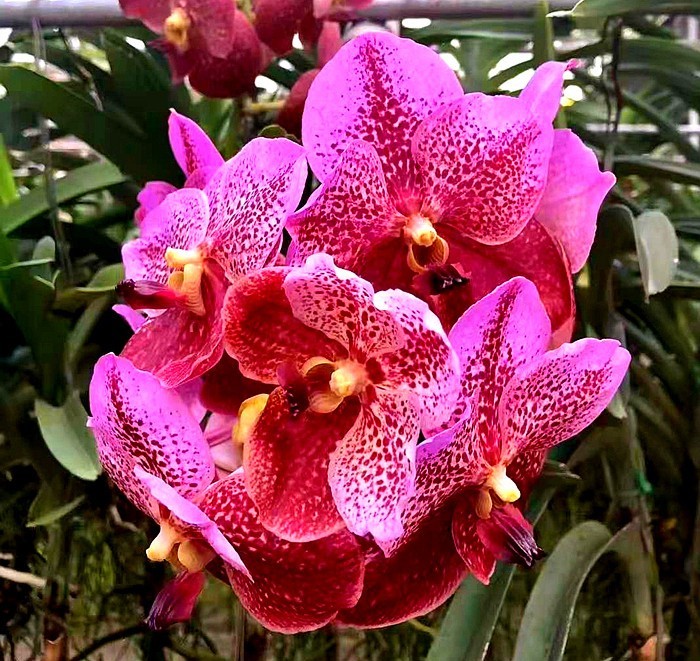 《不老松：中游国旅：异国风情：手机篇》25清迈的兰花园里的兰花，只需要根部喷点水就