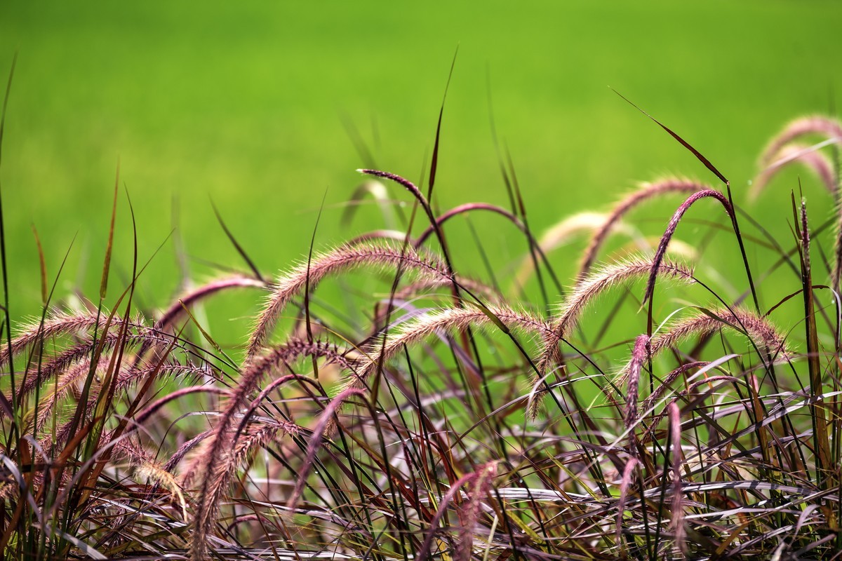 夏天的狗尾草。