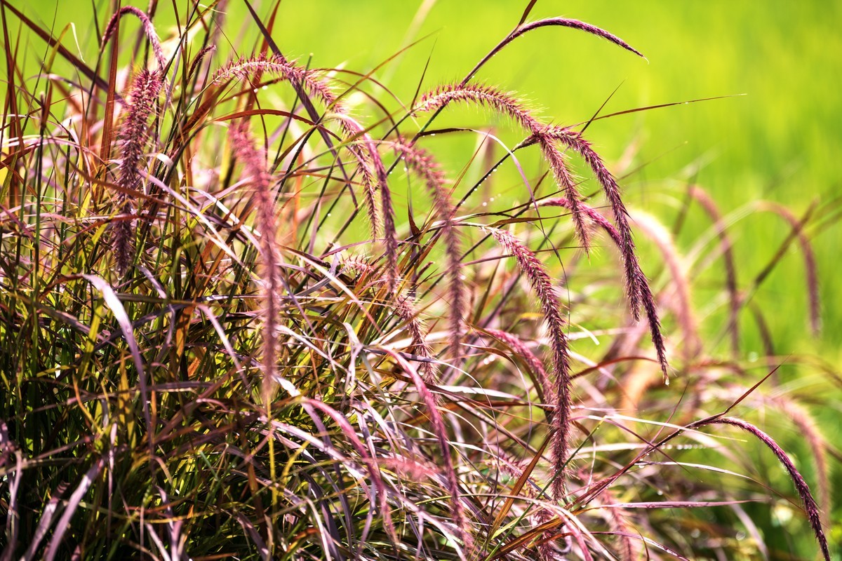 夏天的狗尾草。