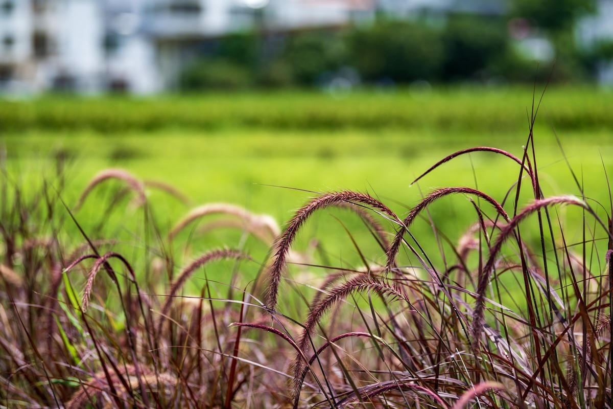 夏天的狗尾草。