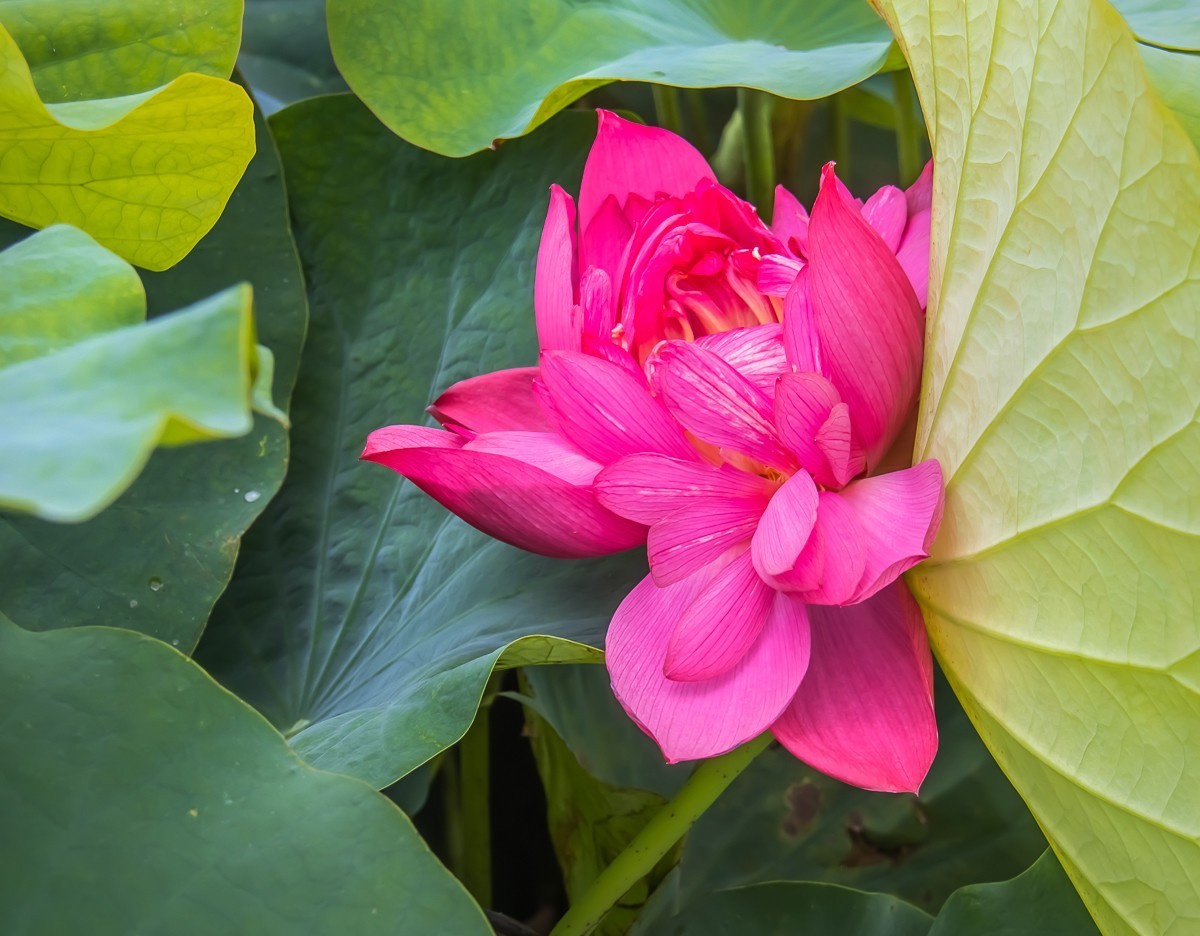 2023-08-28南京西埂莲乡荷花（十六）