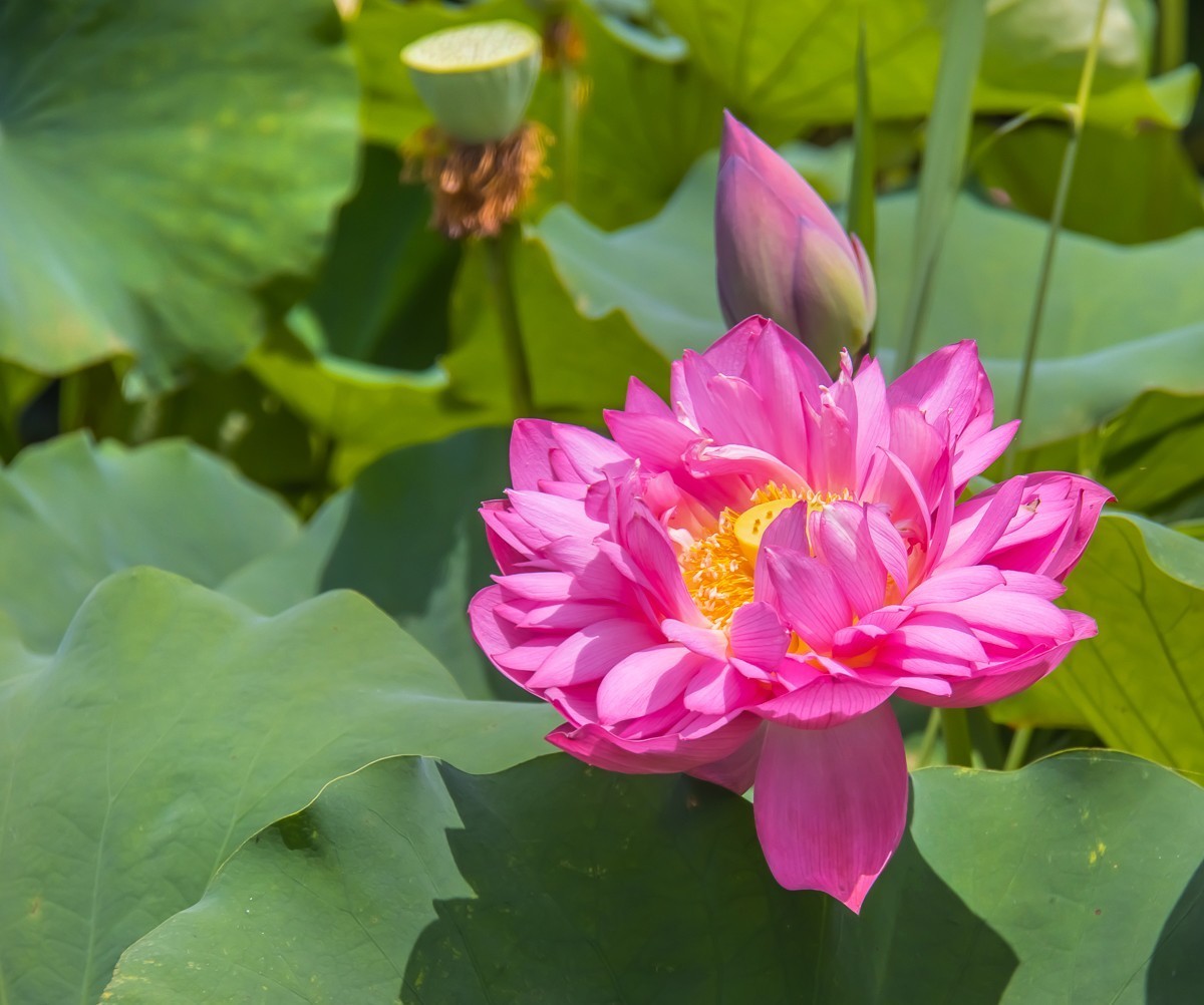 2023-08-28南京西埂莲乡荷花（十六）