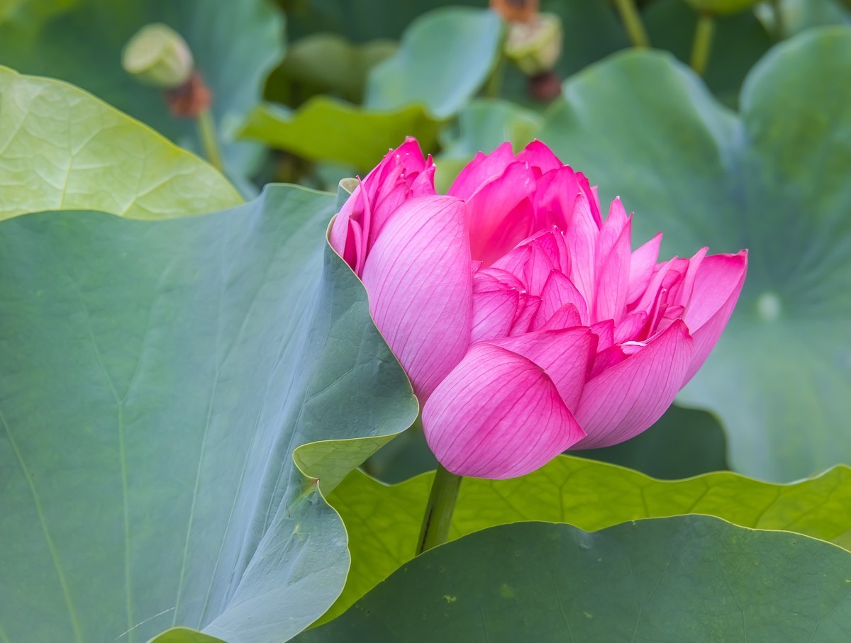 2023-08-28南京西埂莲乡荷花（十六）