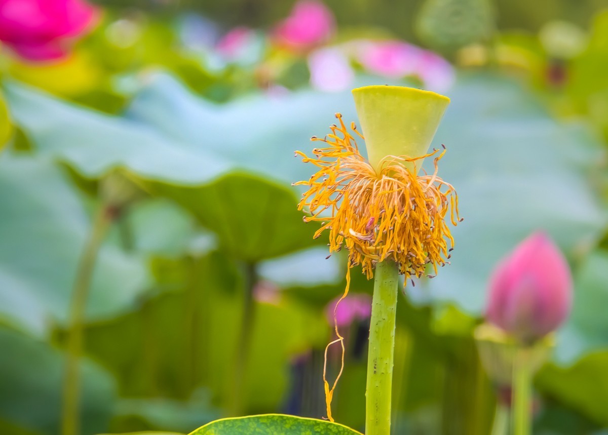 2023-08-28南京西埂莲乡荷花（十六）