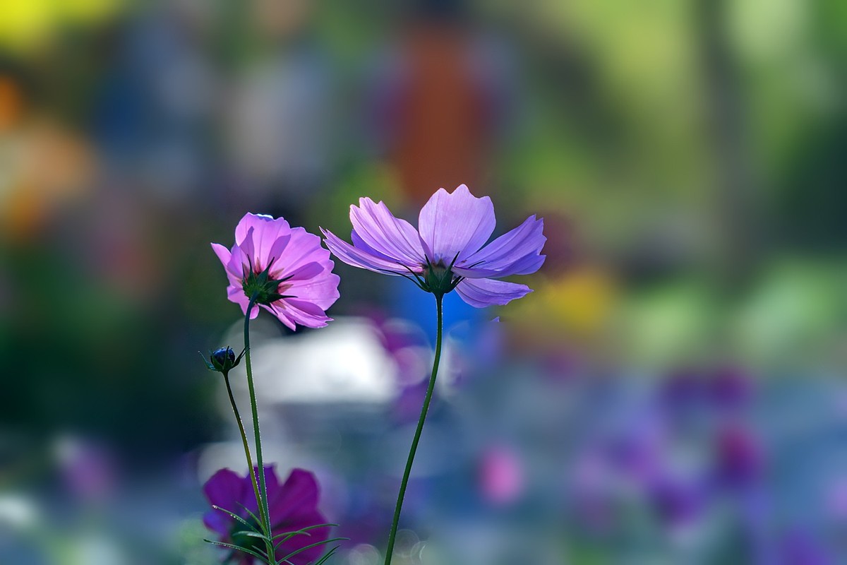 秋意渐浓（续5）