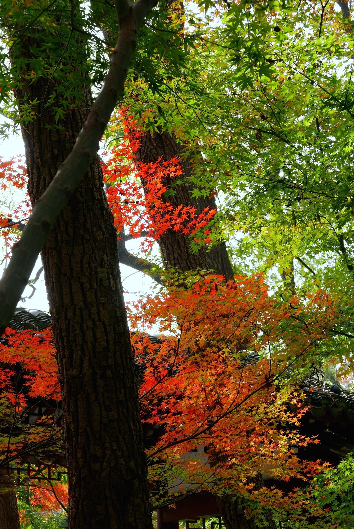 南京栖霞山秋色