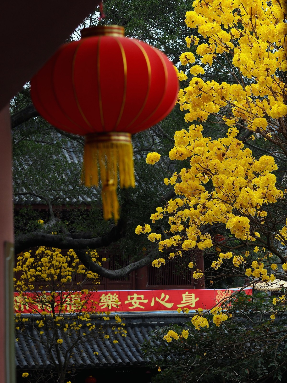 广州光孝寺黄花风铃木