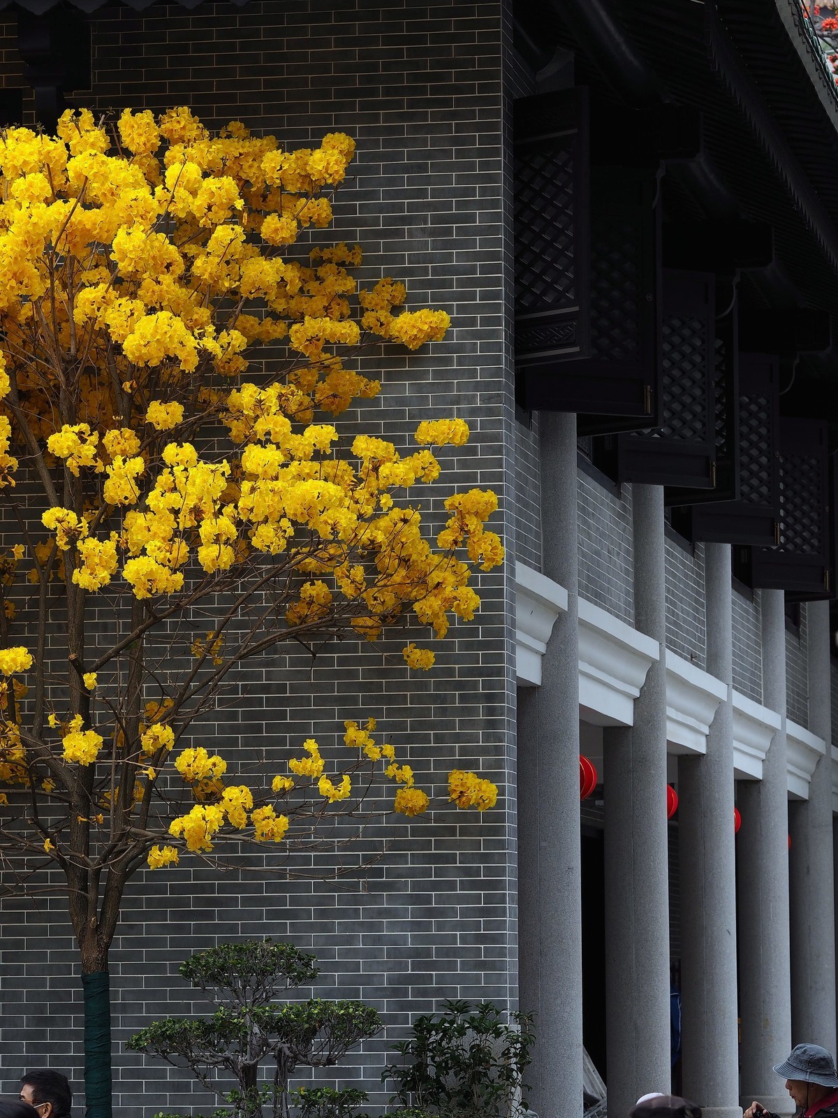 广州光孝寺黄花风铃木