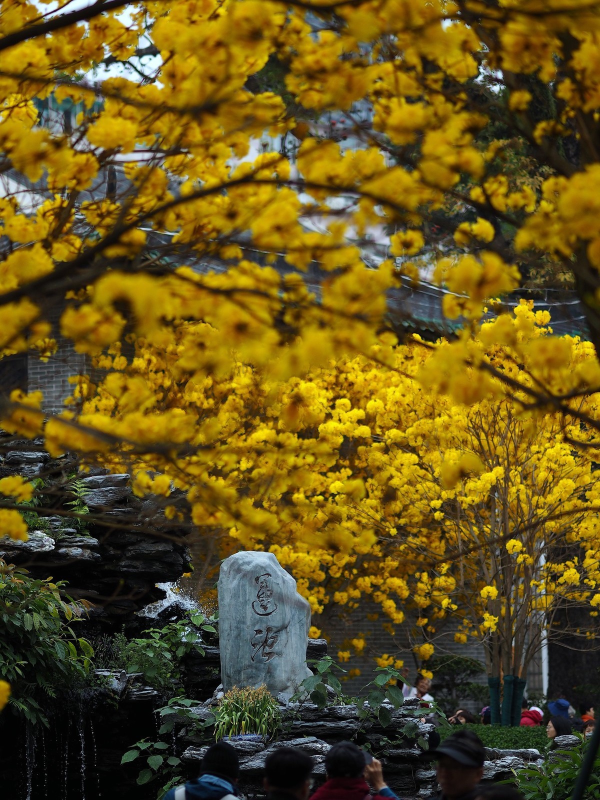 广州光孝寺黄花风铃木