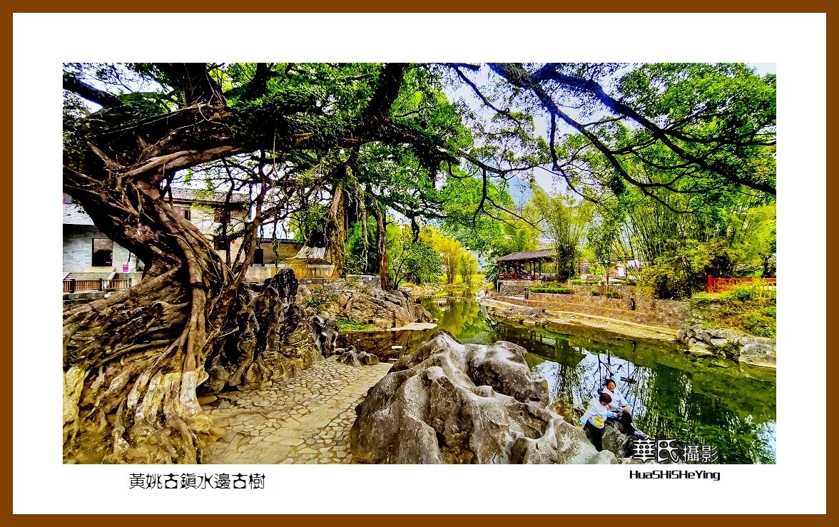 2021南行慢游（广西138）—黄姚古镇水边古树（贺州市昭平县）