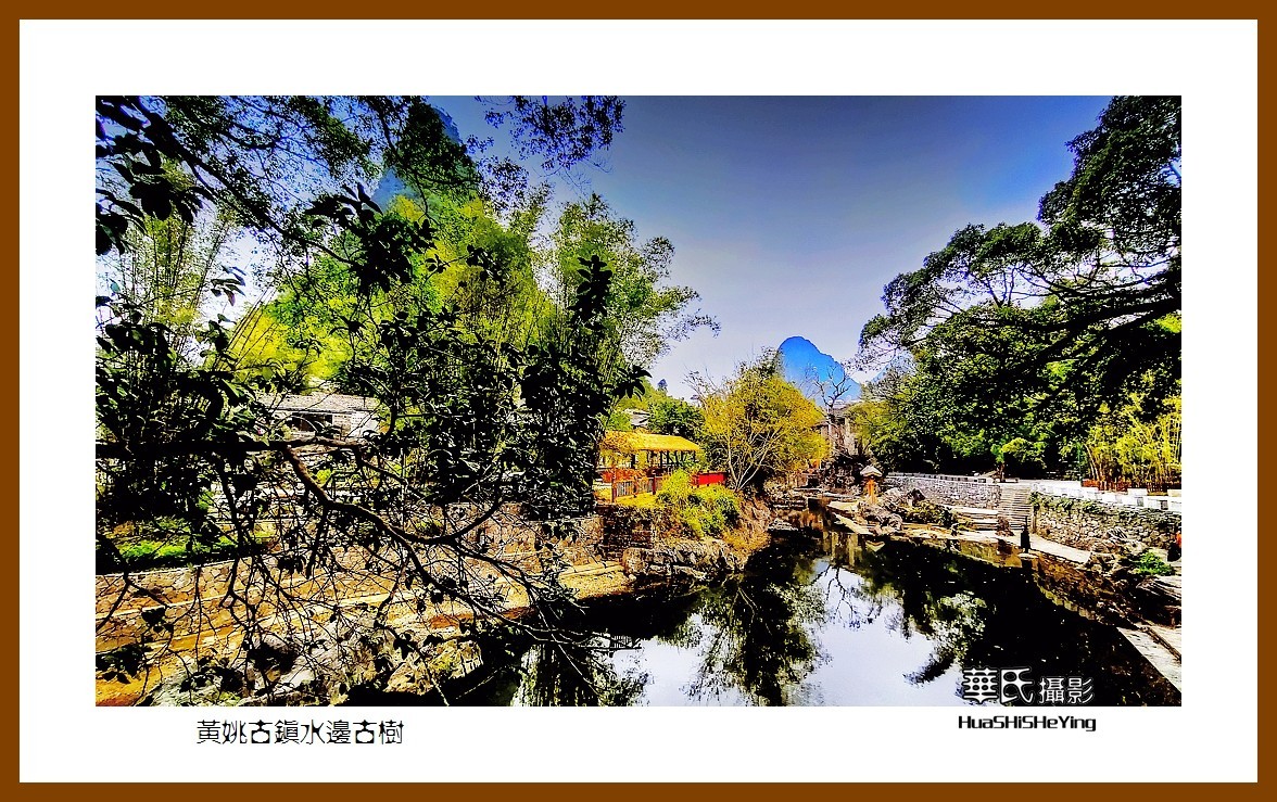 2021南行慢游（广西138）—黄姚古镇水边古树（贺州市昭平县）