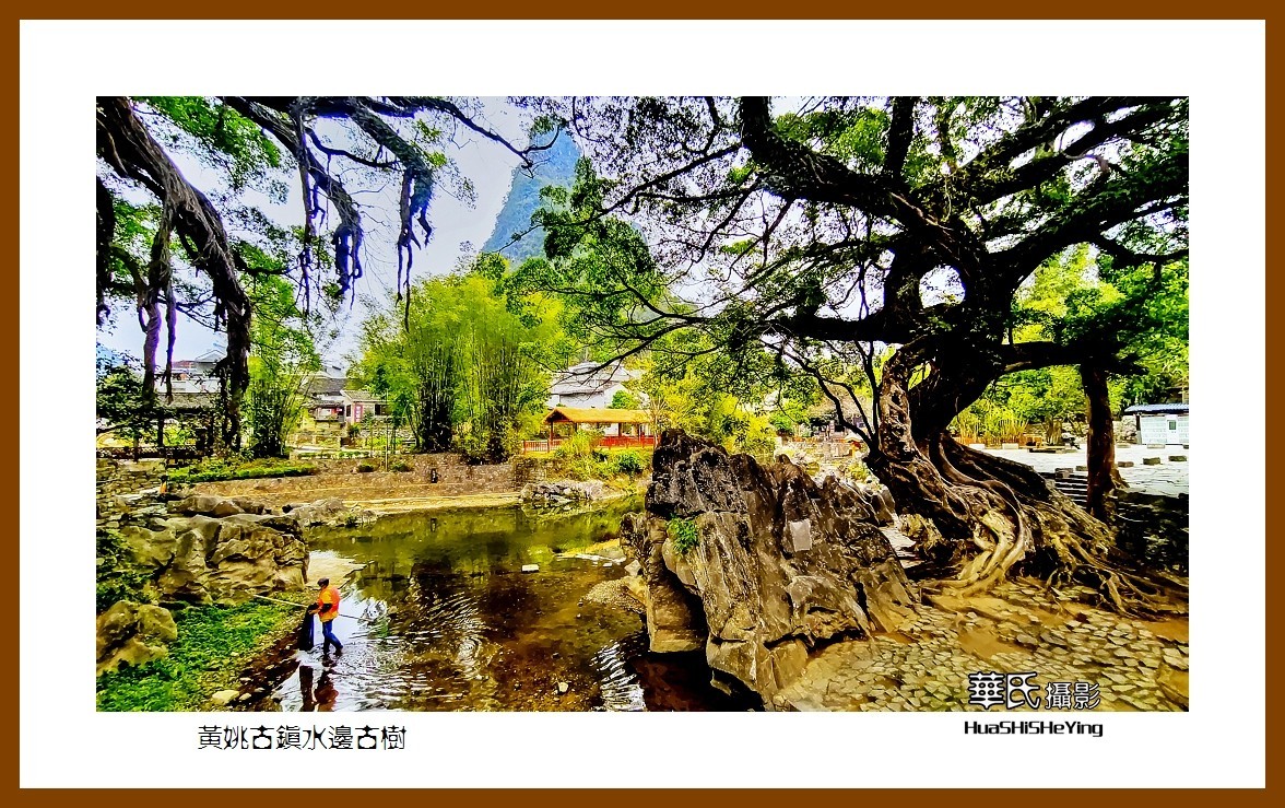 2021南行慢游（广西138）—黄姚古镇水边古树（贺州市昭平县）