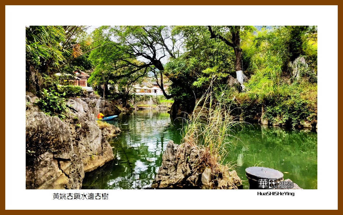 2021南行慢游（广西138）—黄姚古镇水边古树（贺州市昭平县）