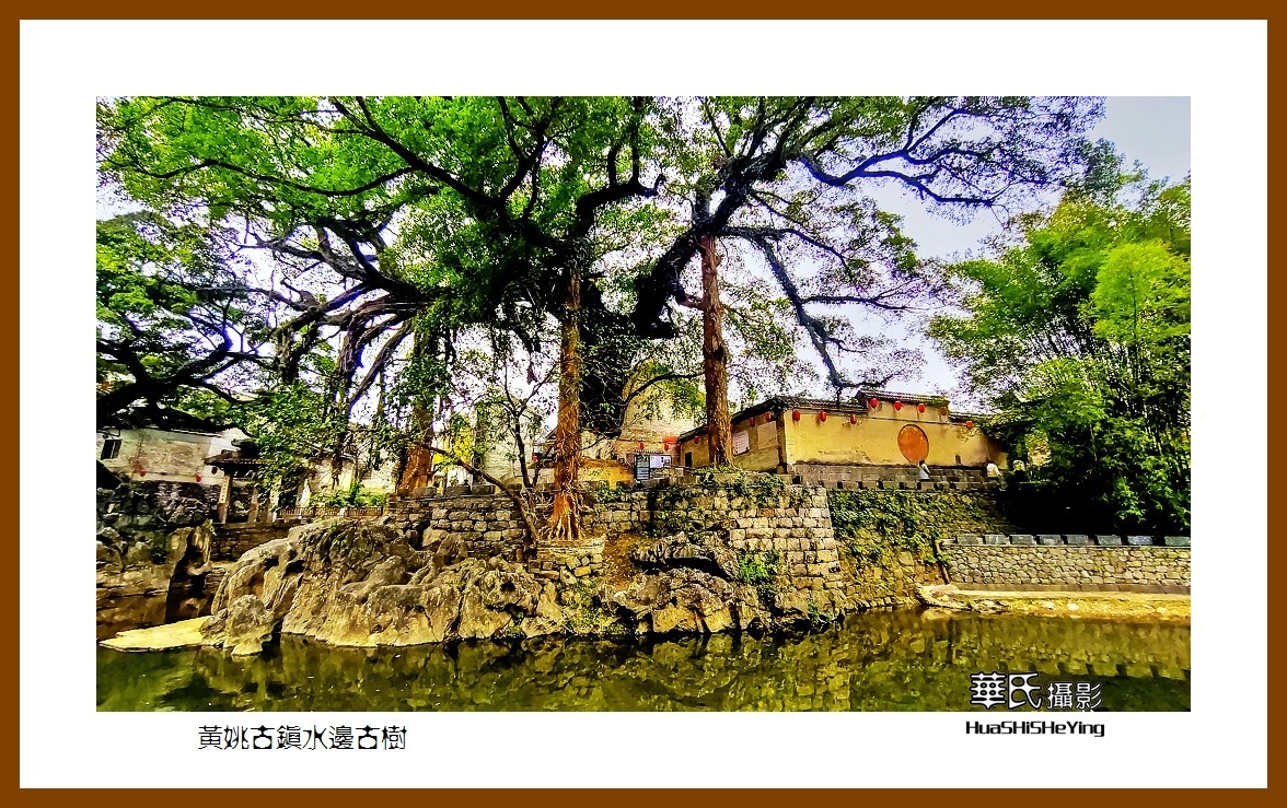 2021南行慢游（广西138）—黄姚古镇水边古树（贺州市昭平县）