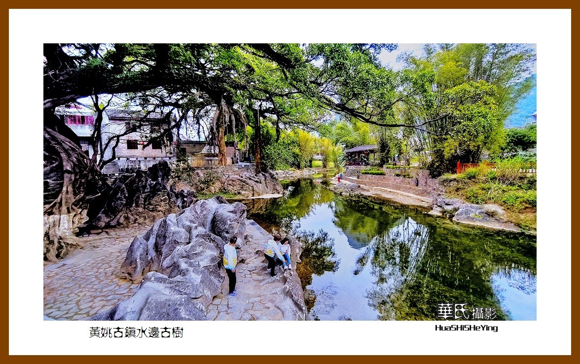 2021南行慢游（广西138）—黄姚古镇水边古树（贺州市昭平县）