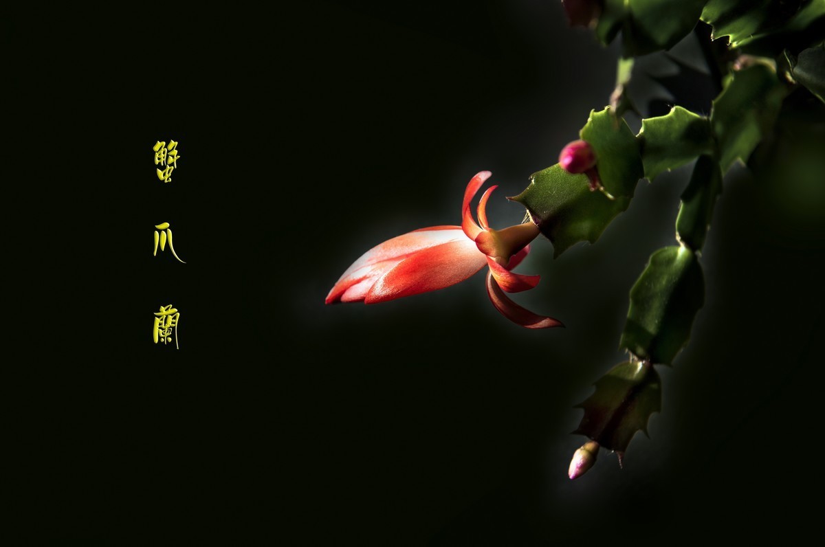 十一月  精华荟萃