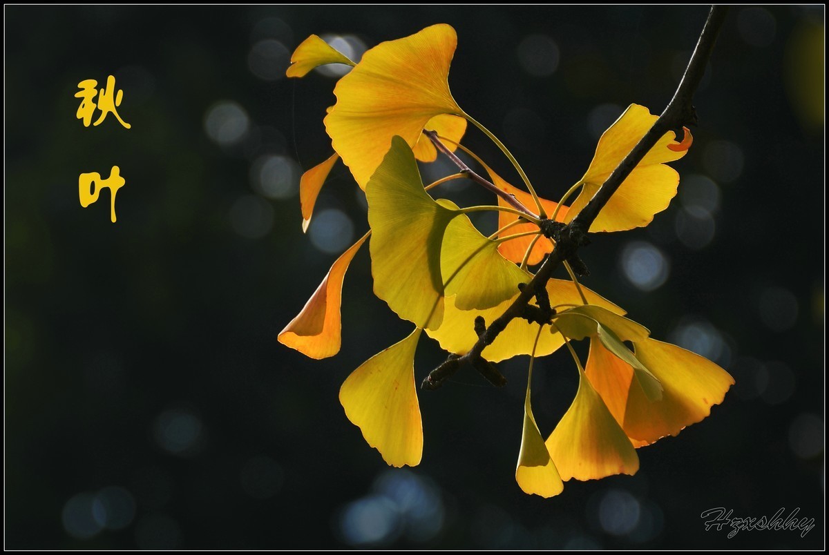 十一月  精华荟萃