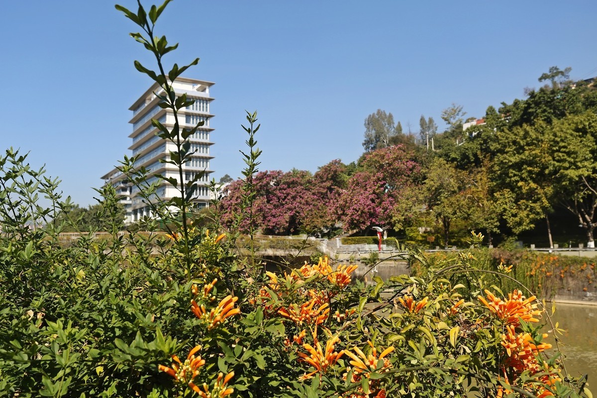 春花冬开的城市风景——攀枝花市