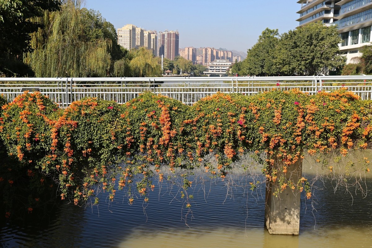 春花冬开的城市风景——攀枝花市