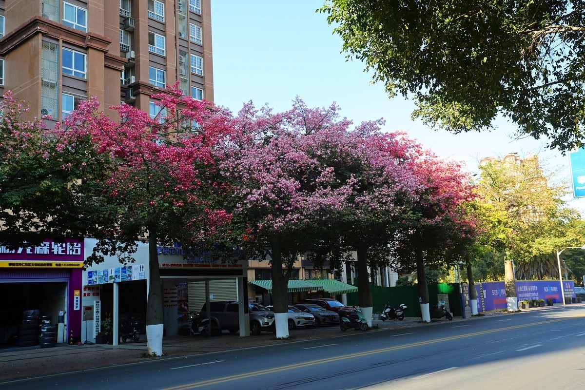 春花冬开的城市风景——攀枝花市