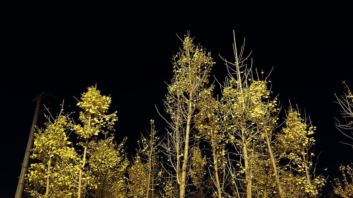 灯光下的银杏树