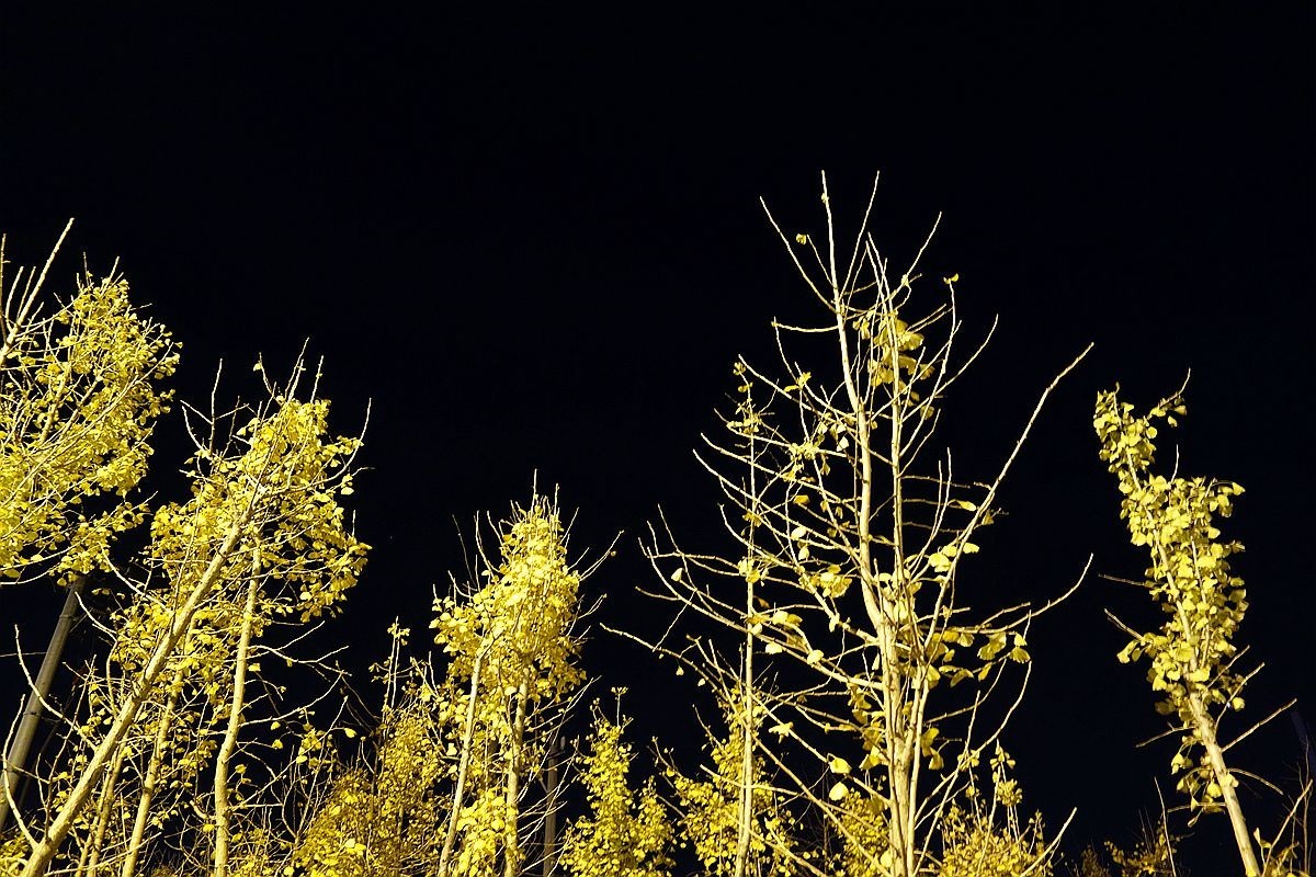 灯光下的银杏树