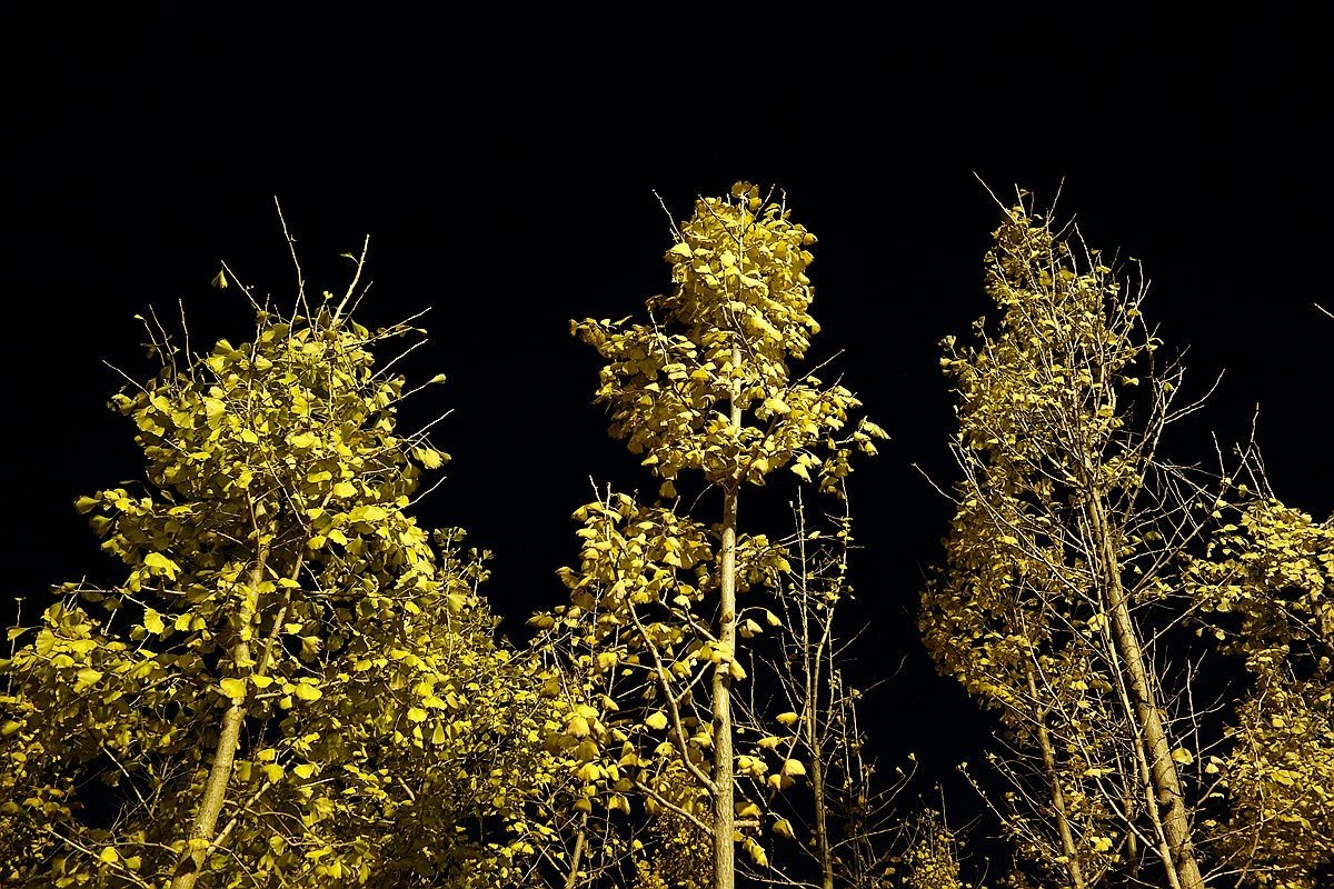 灯光下的银杏树