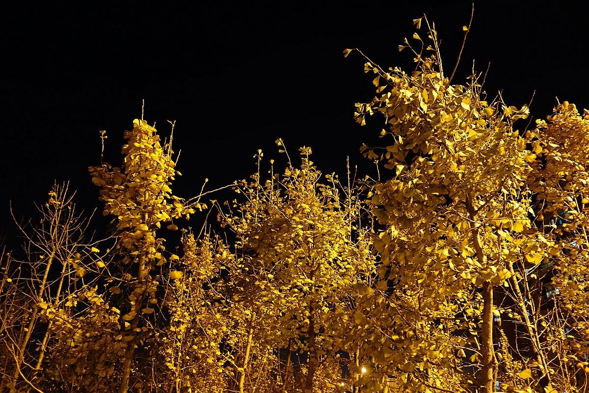 灯光下的银杏树