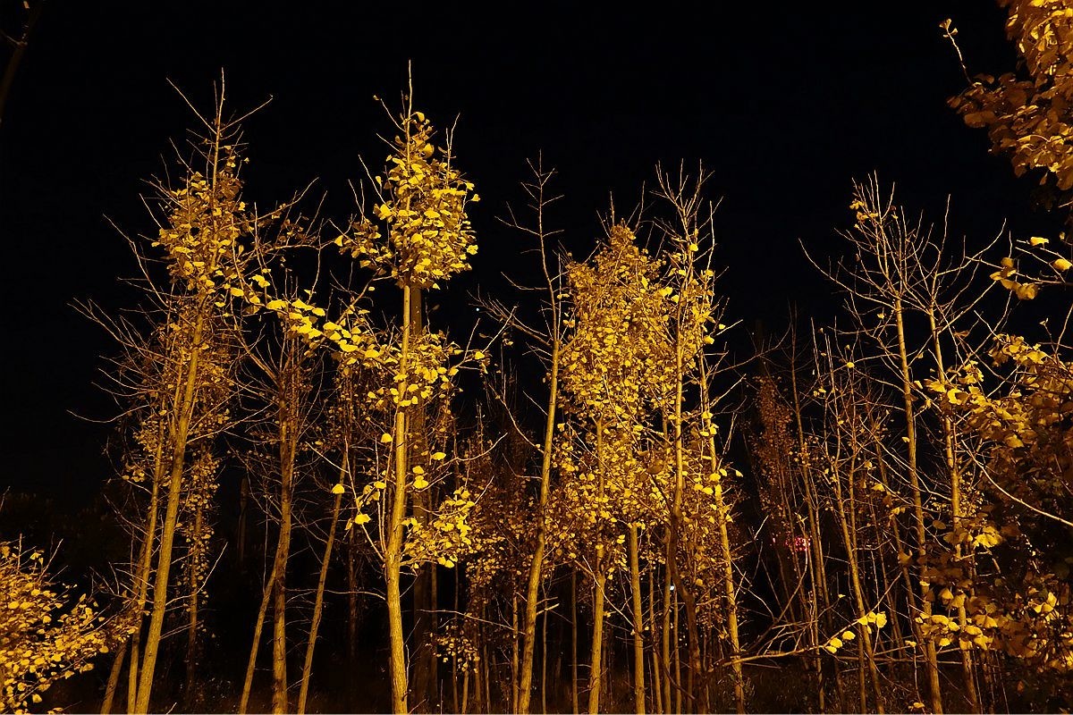 灯光下的银杏树
