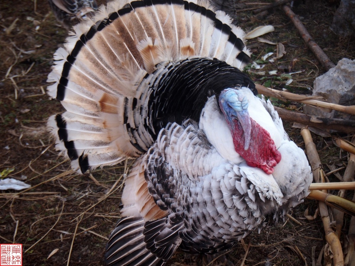 冬季走进彝族山村抓拍火鸡(24)-中关村在线摄影论坛