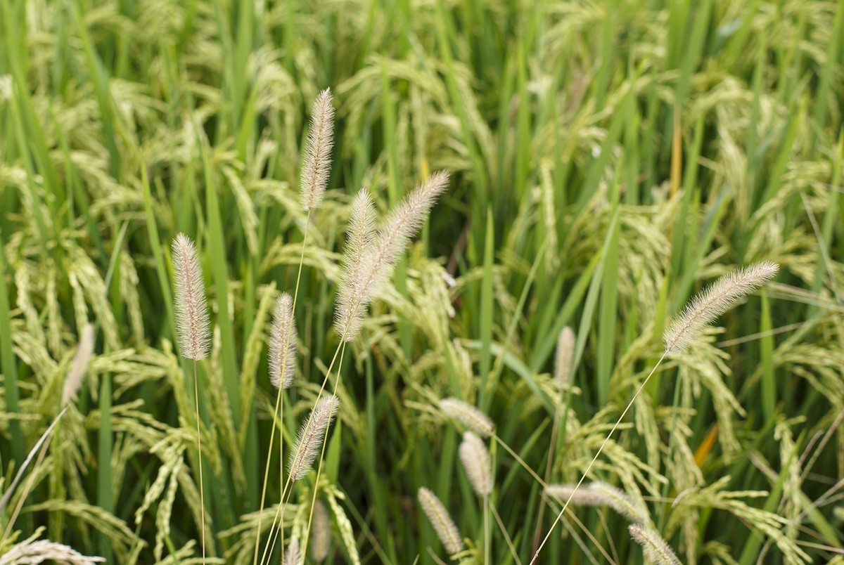 秋天里来小岭南大麦季