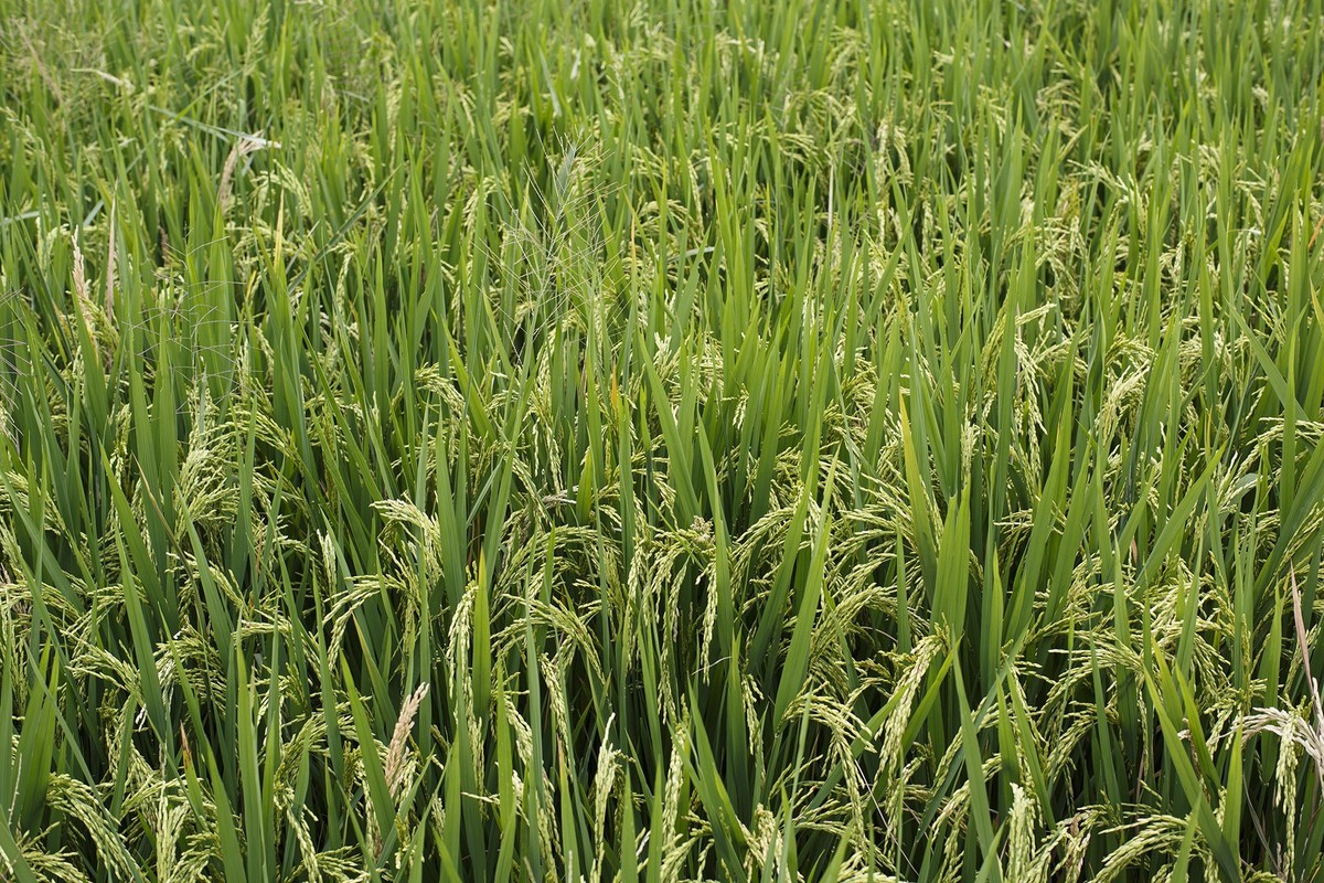 秋天里来小岭南大麦季