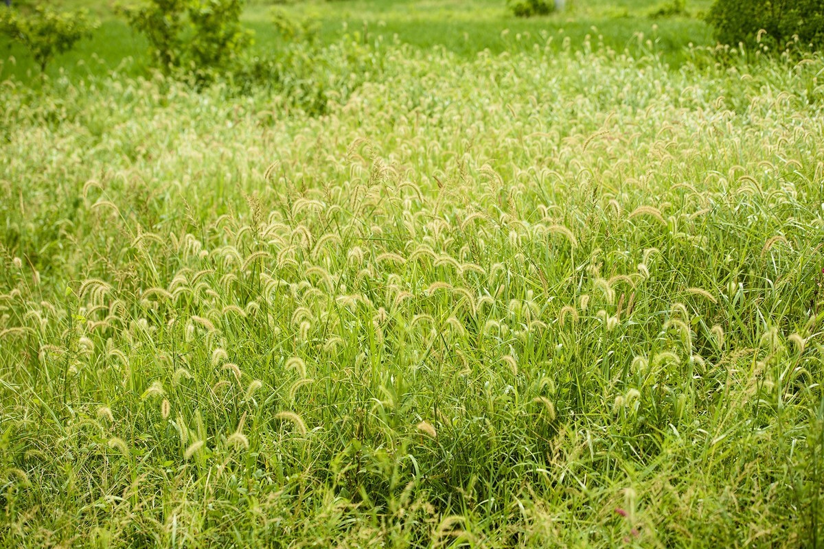秋天里来小岭南大麦季