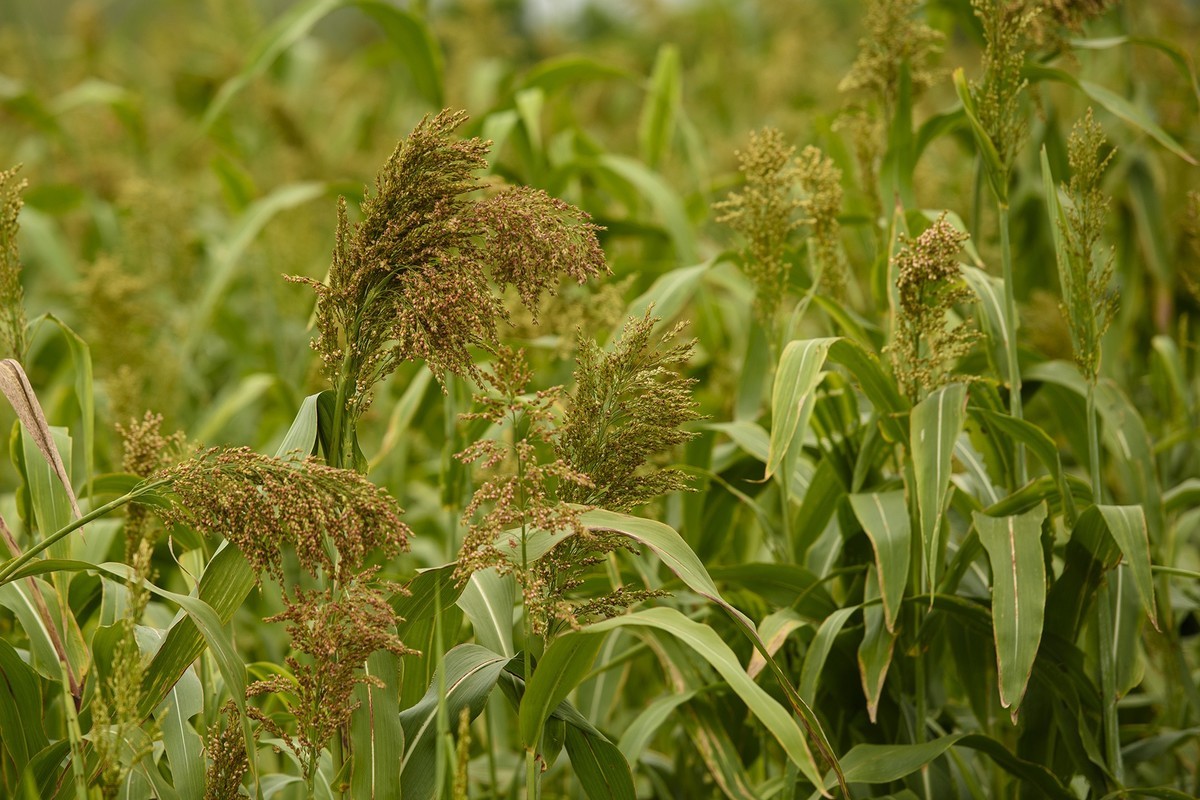 秋天里来小岭南大麦季