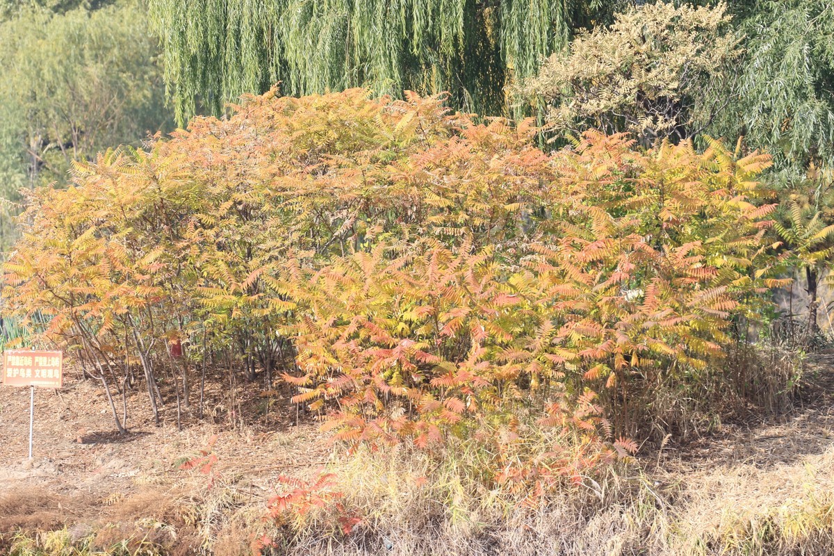 散步滨海公园随拍