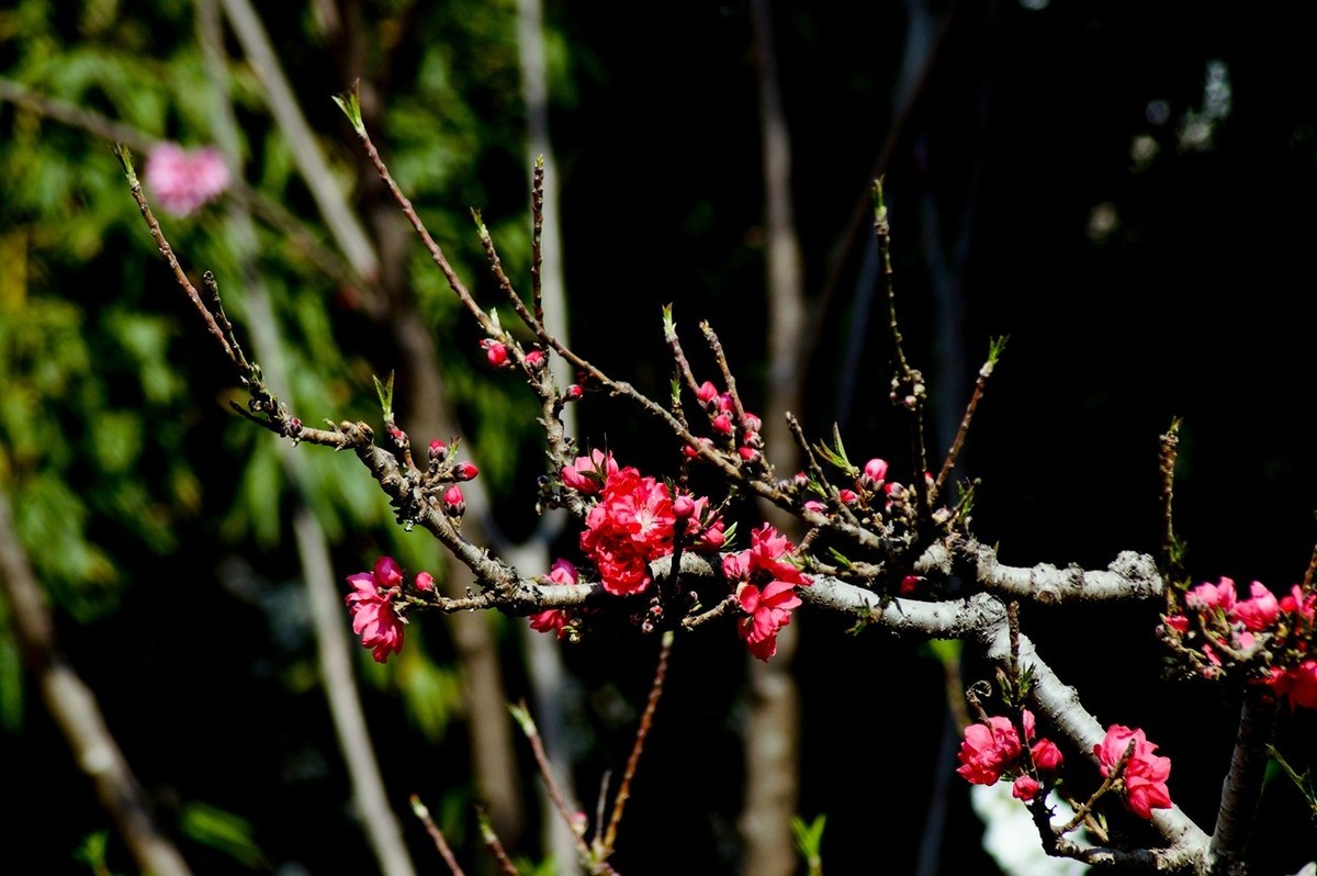 桃园春色（二）