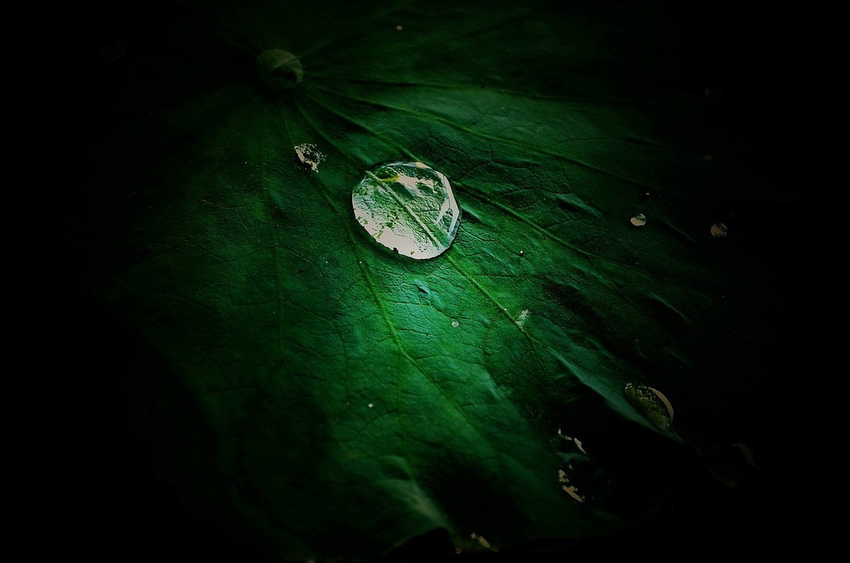 本溪聚丰园——荷花