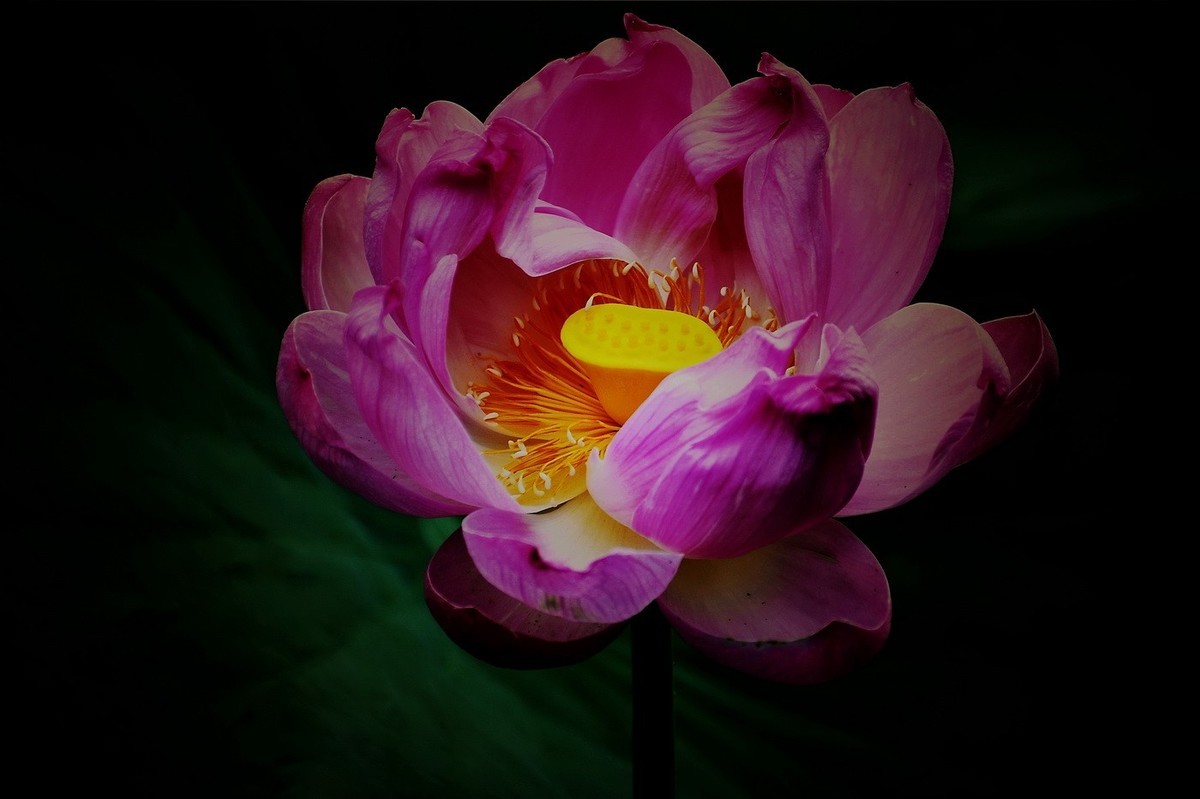 本溪聚丰园——荷花