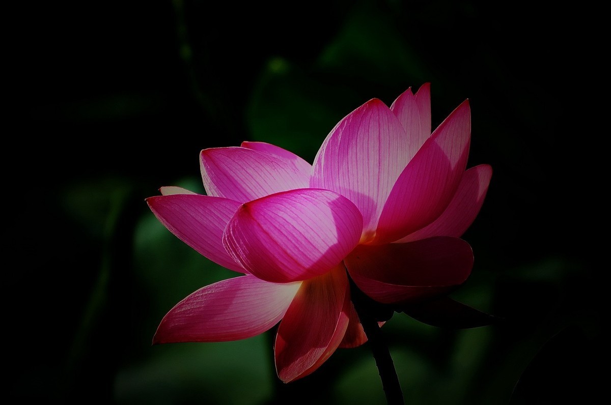 本溪聚丰园——荷花