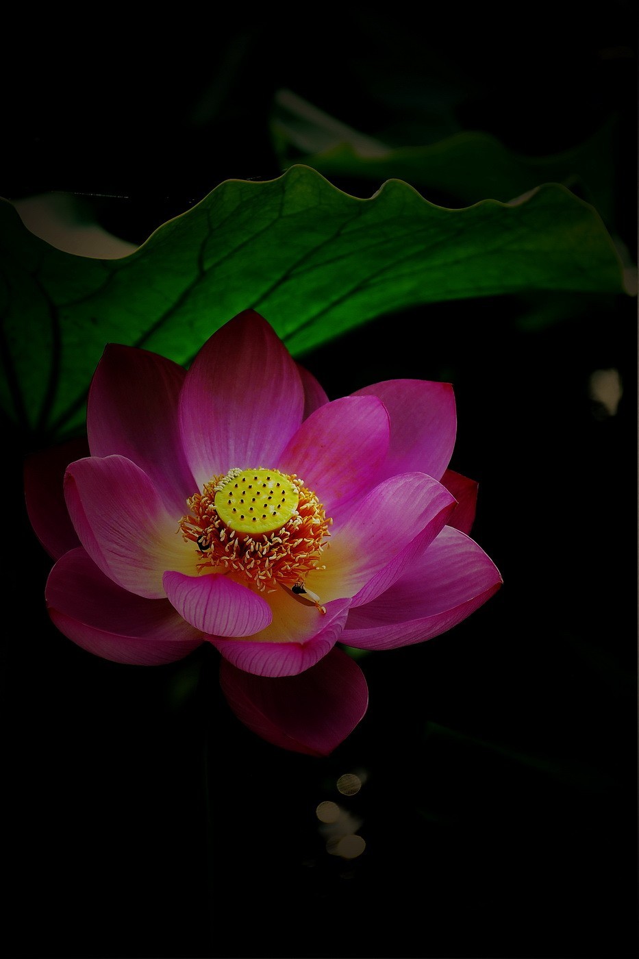 本溪聚丰园——荷花