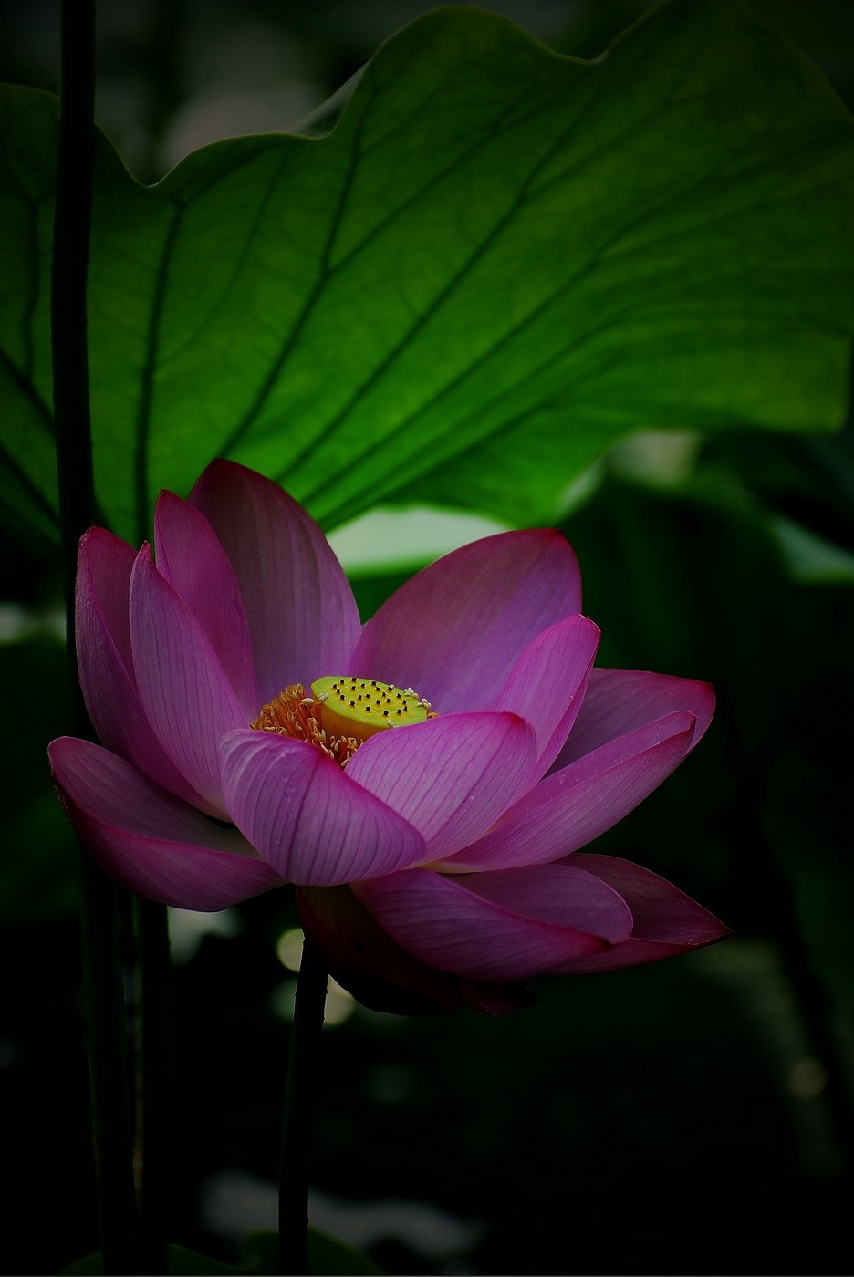 本溪聚丰园——荷花