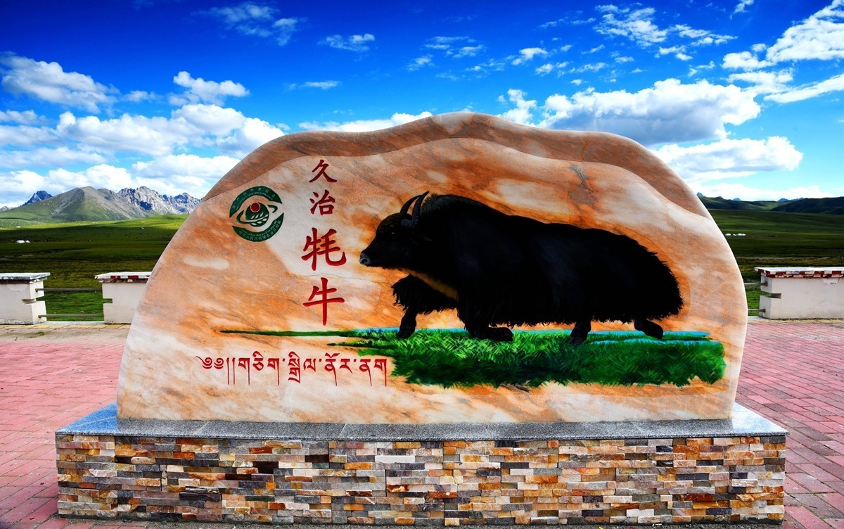 青海路途随拍【久治县】【6】